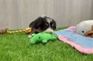 Playful Mini Bernese Poodle Poodle Mix Puppy