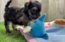 Meet Gina - our Yorkie Poo Puppy Video  - Florida Fur Babies Best Yorkie Poo Baby