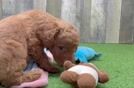 Meet Jessa - our Mini Goldendoodle Puppy Video