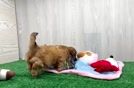 Shih Poo Puppy for Adoption
