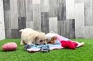 Meet Nate - our Maltipoo Puppy Video
