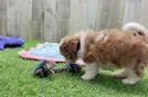 Meet Daffy - our Shih Poo Puppy Video