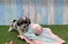 Smart Havapoo Poodle Mix Pup