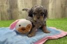 Cavapoo Puppy for Adoption