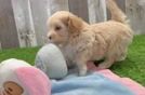 Funny Maltipoo Poodle Mix Pup