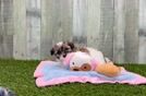 Teddy Bear Puppy for Adoption