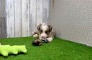 Funny Mini Aussiedoodle Poodle Mix Pup