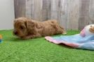 Cavapoo Puppy for Adoption