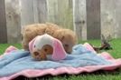 Hypoallergenic Maltese Poodle Poodle Mix Puppy