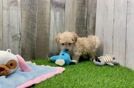 Adorable Multipoo Poodle Mix Puppy