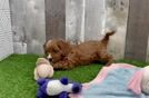 Popular Cavapoo Poodle Mix Pup