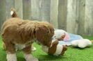 Friendly Mini Goldendoodle Baby