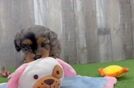 Mini Aussiedoodle Puppy for Adoption