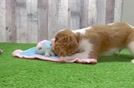 Meet Thomas - our Cavalier King Charles Spaniel Puppy Video