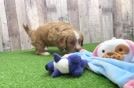 Cavapoo Pup Being Cute