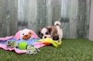 Meet Arielle - our Teddy Bear Puppy Video