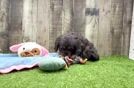 Meet Valora - our Cavapoo Puppy Video