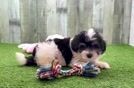 Best Maltipoo Baby