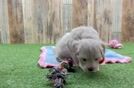 Fluffy Maltipoo Poodle Mix Pup
