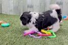 Meet Galaxy - our Teddy Bear Puppy Video