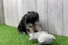 Morkie Puppy for Adoption