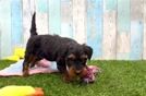 Adorable Mini Bernesedoodle Poodle Mix Puppy