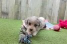Hypoallergenic Aussie Bichon Designer Puppy