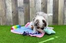 Best Mini Aussiedoodle Baby