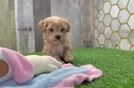Little Malt a Poo Poodle Mix Puppy