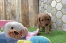 Cavapoo Pup Being Cute