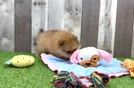 Meet Boop - our Pomeranian Puppy Video