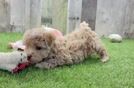 Small Maltipoo Baby