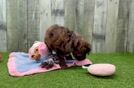 Petite Mini Aussiedoodle Poodle Mix Pup