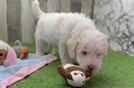 Playful Labrapoo Poodle Mix Puppy