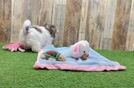 Havanese Puppy for Adoption