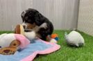 Best Mini Bernedoodle Baby