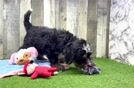 Best Mini Bernedoodle Baby