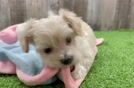 Maltipoo Pup Being Cute