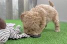 Maltipoo Pup Being Cute