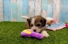 Meet Rookie - our Cavachon Puppy Video