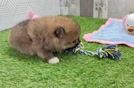 Pomeranian Pup Being Cute