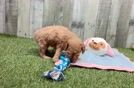 Playful Cavapoodle Poodle Mix Puppy