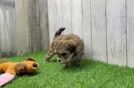 Maltipoo Puppy for Adoption