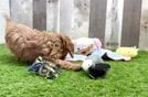 Best Cavapoo Baby