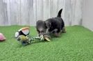 Meet Eliza - our Morkie Puppy Video