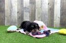 Meet Stefani - our Mini Bernedoodle Puppy Video