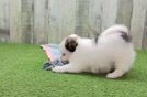 Friendly Shih Pom Baby