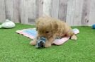 Cavapoo Pup Being Cute