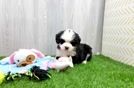 Smart Mini Bernedoodle Poodle Mix Pup