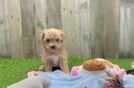 Energetic Malt a Poo Poodle Mix Puppy